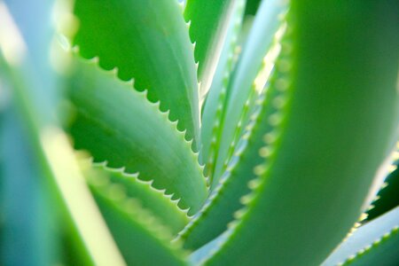 Veins thorns aloe vera photo