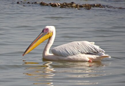 Nature great white pelican pelecanus onocrotalus photo