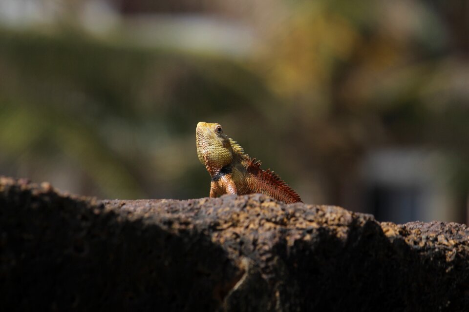 Lizard wild asia