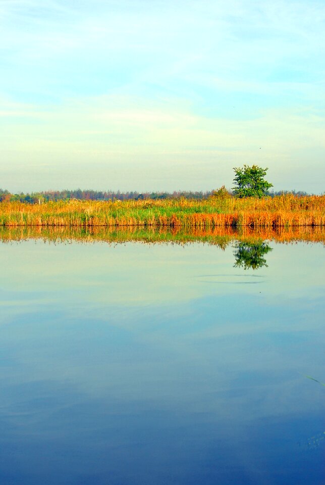 Sky lake reed tree