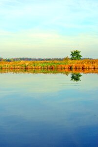 Sky lake reed tree