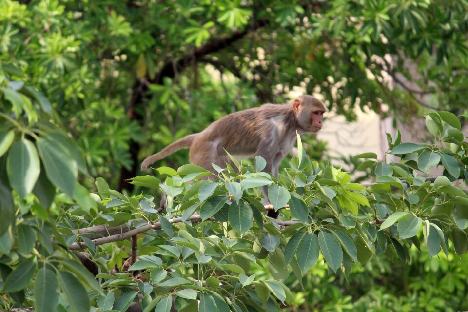 Animal nature primate