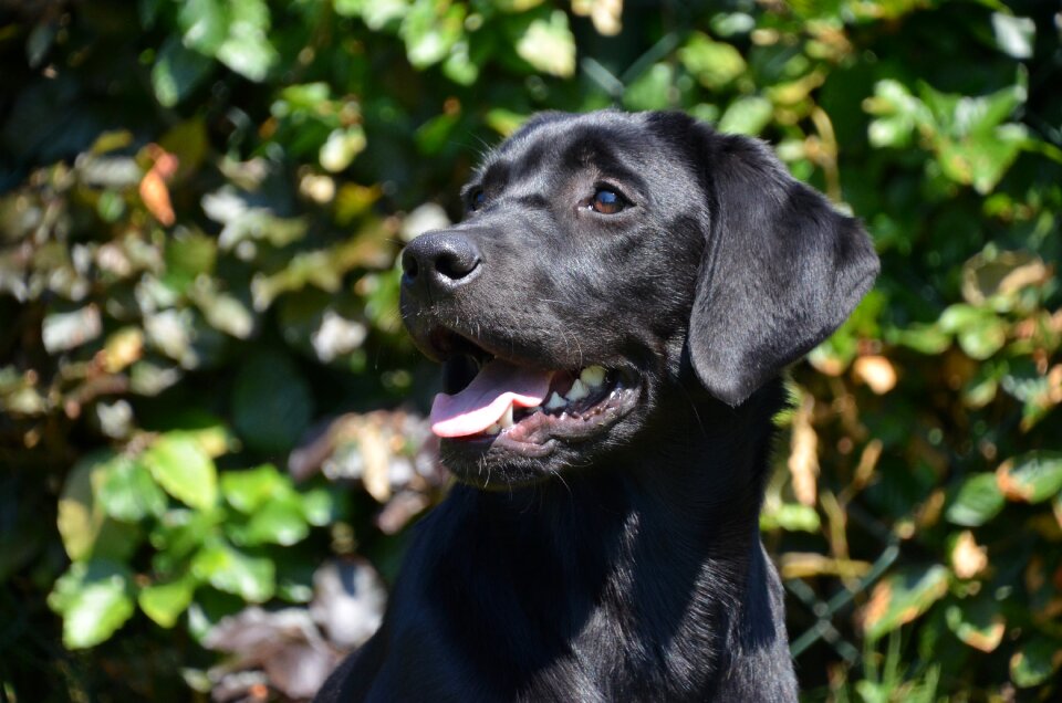 Dog young retriever