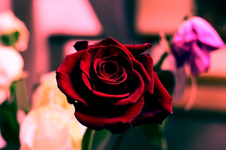 Rosa petal love