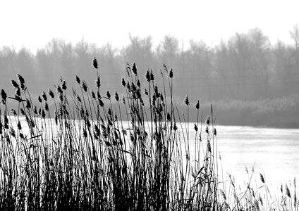 River winter fog