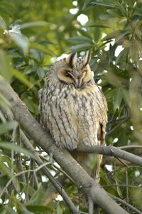 Outdoors wild animals owl