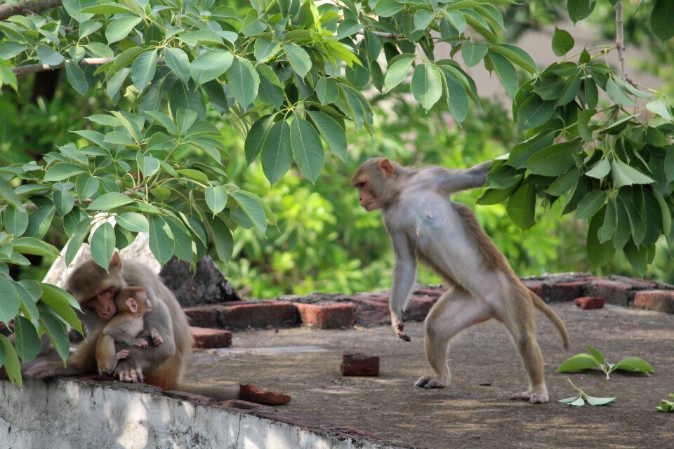Animal nature primate