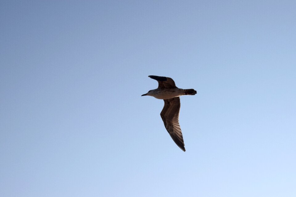 Bird flight seagull