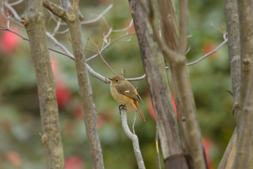 Outdoors bird a key