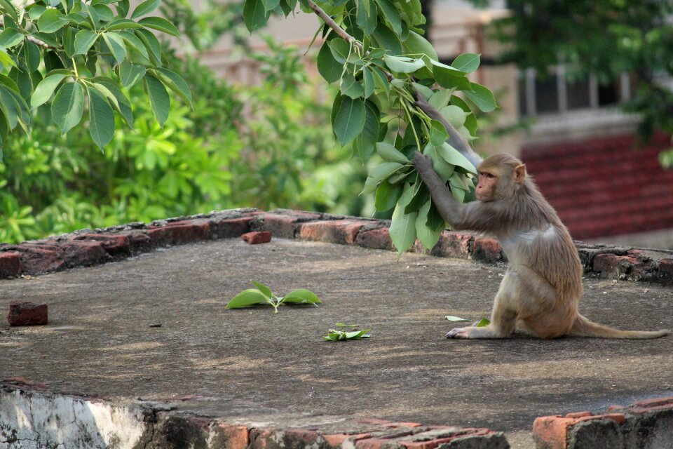 Animal nature primate