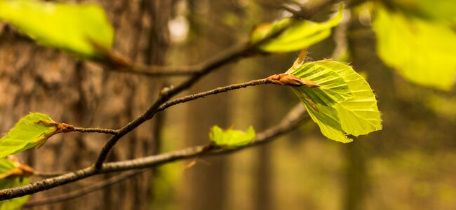 Shoots spring beautiful photo