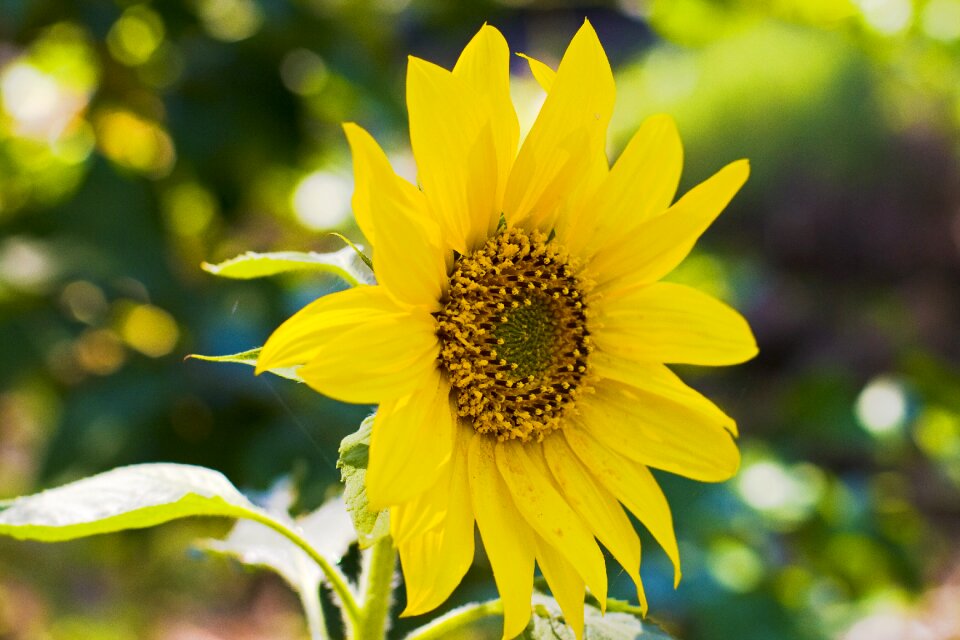 Flower summer blossom