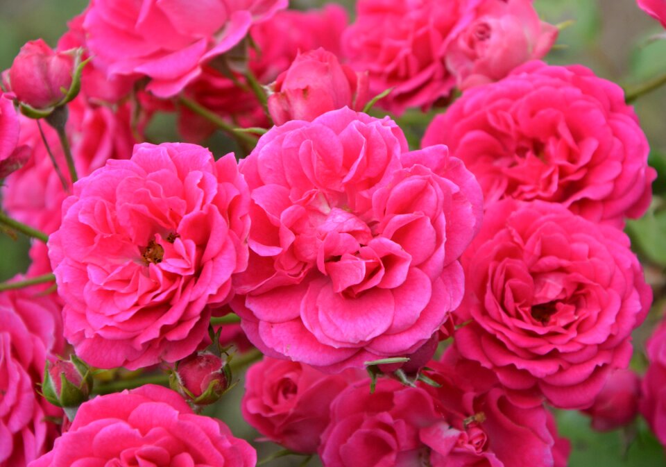 Nature garden color pink