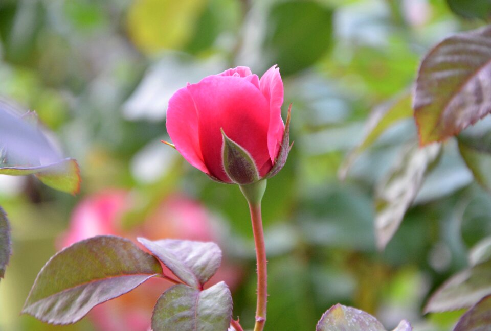Plant garden nature