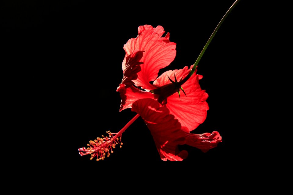Nature floral plant