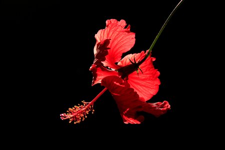 Nature floral plant