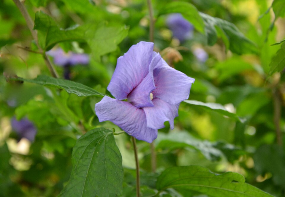 Nature garden flora