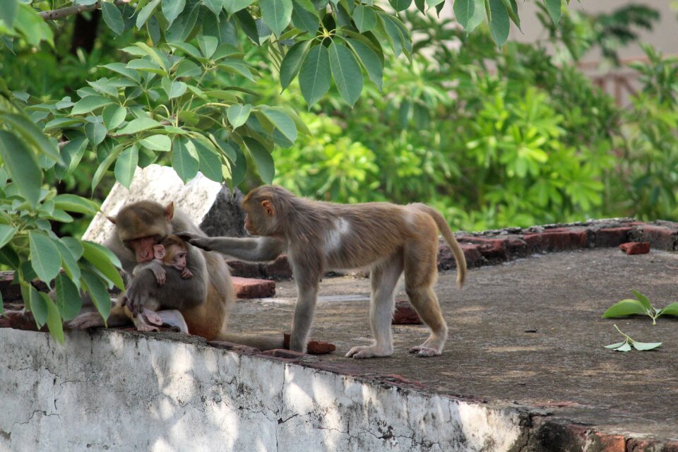 Animal nature primate