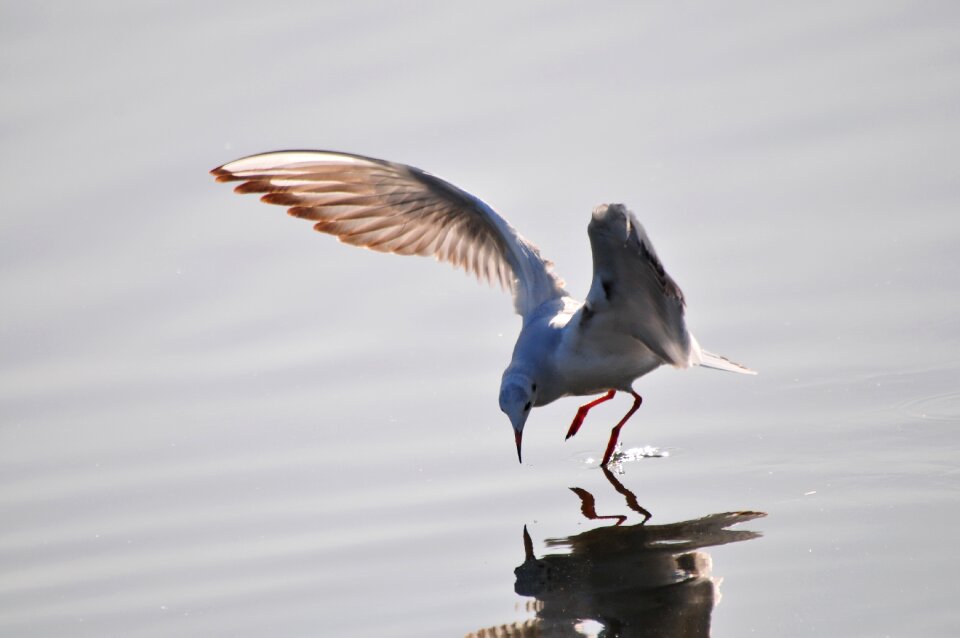 Sea gull flight animal