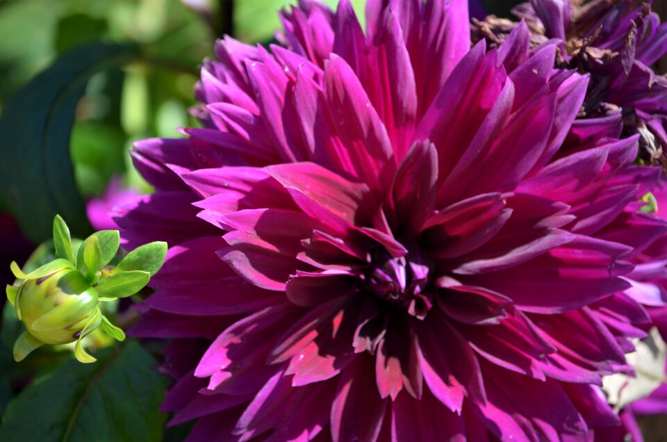 Floral macro blossom