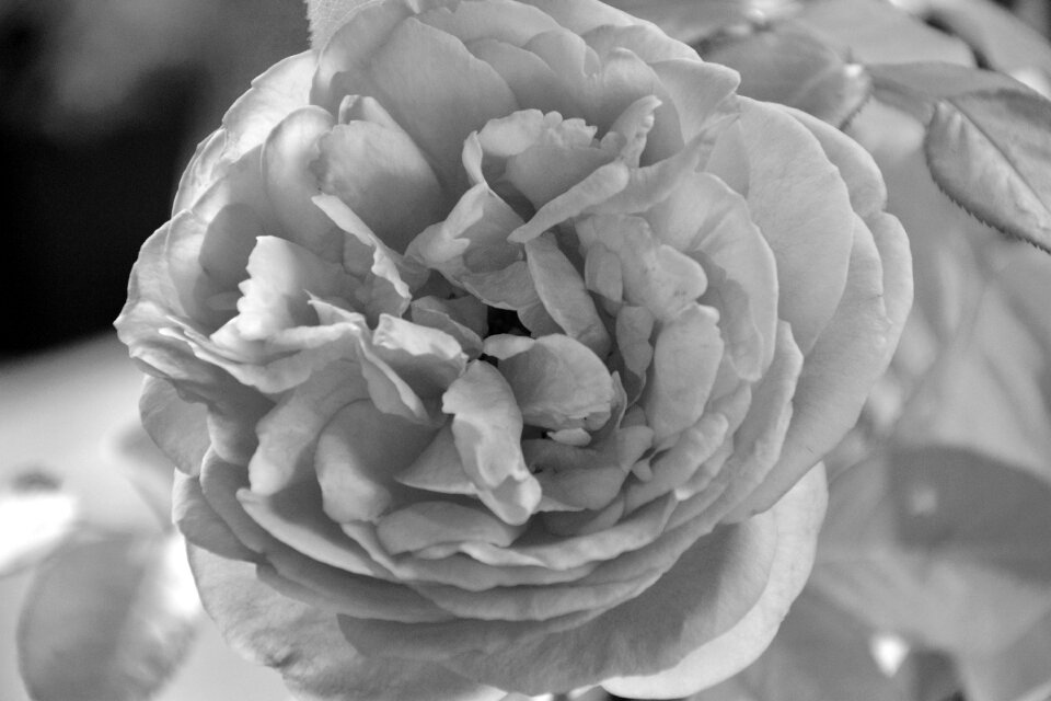 Offer romanticism florist