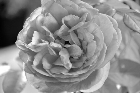 Offer romanticism florist