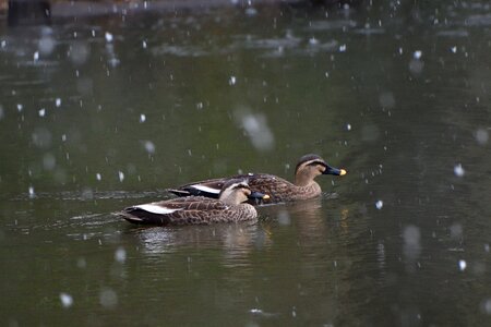 Wild animals natural snow photo