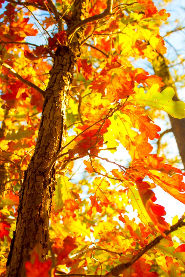 Autumn nature leaf