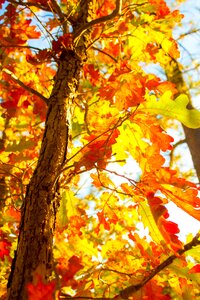 Autumn nature leaf photo