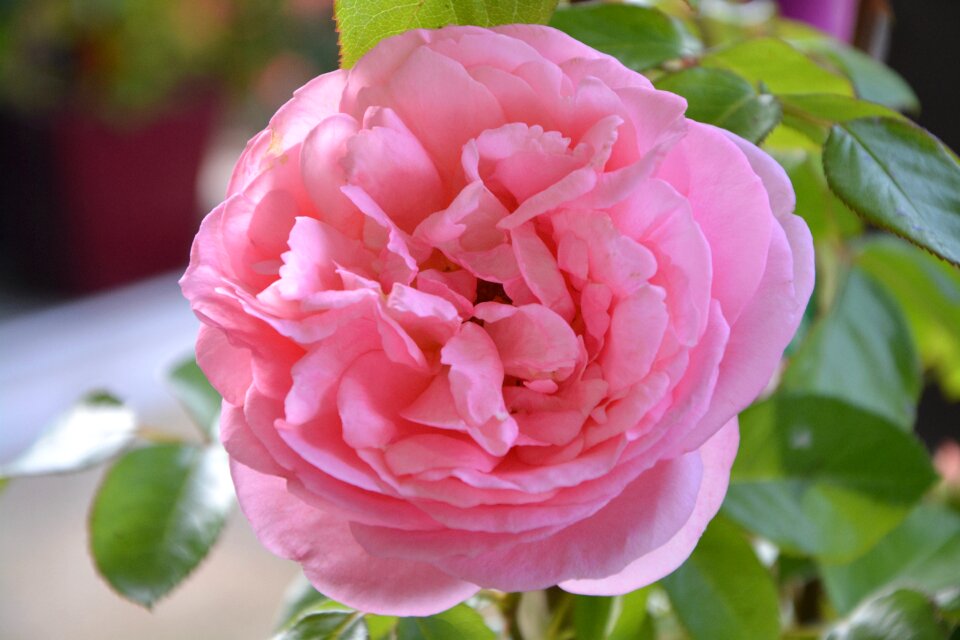 Love petals garden