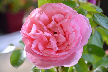 Love petals garden