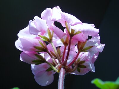 Flowers pink plants photo