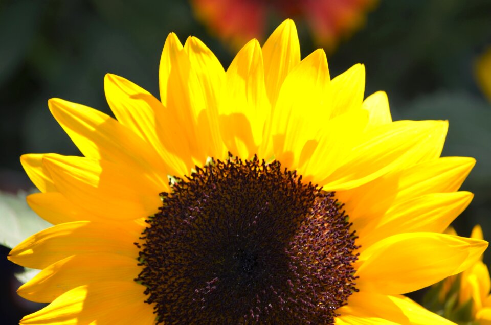 Flower yellow natural