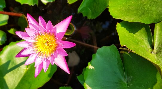 Lotus waterlily flora photo