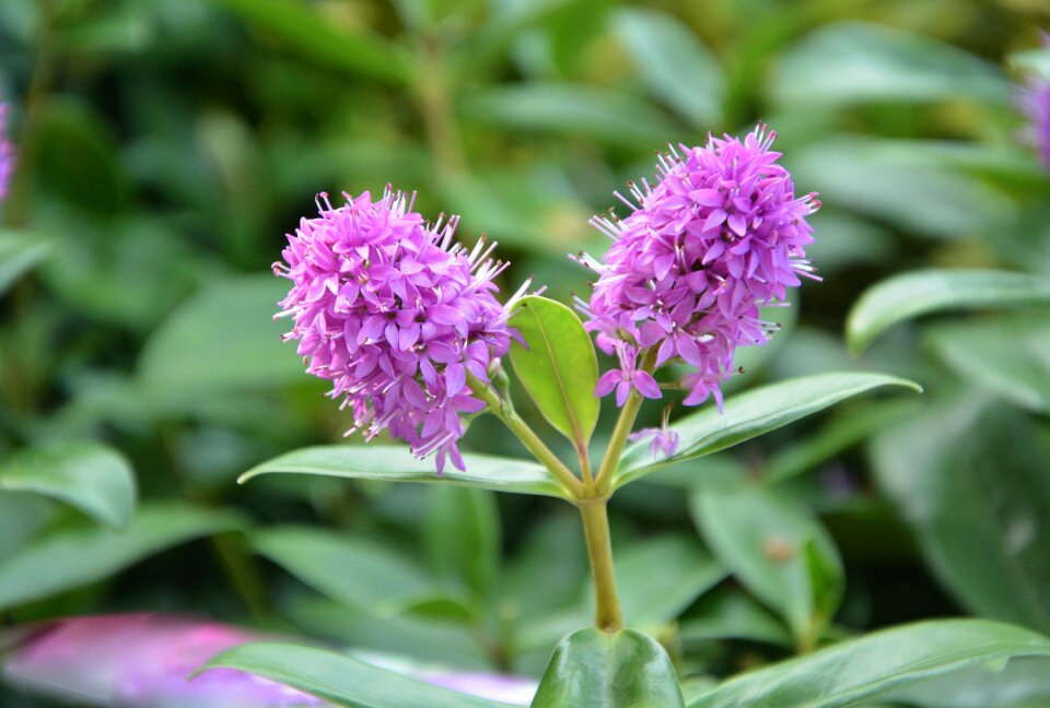 Plants flowering plant green leaves