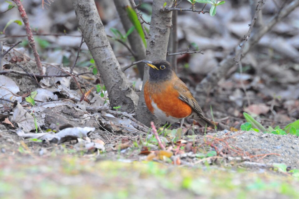 Bird outdoors thrush