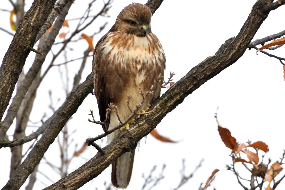 Animal wood raptor