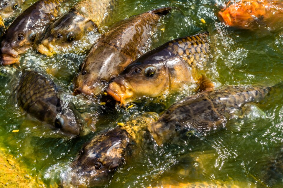 Feeding hungry pond photo