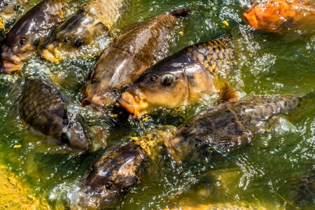 Feeding hungry pond