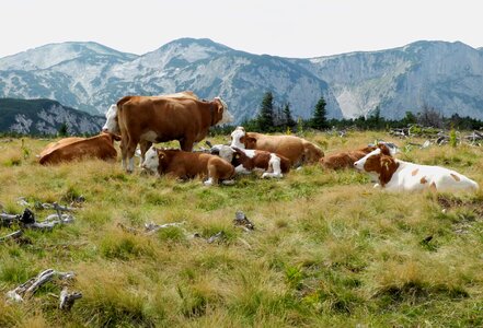 Graze alpine dairy farming nature photo