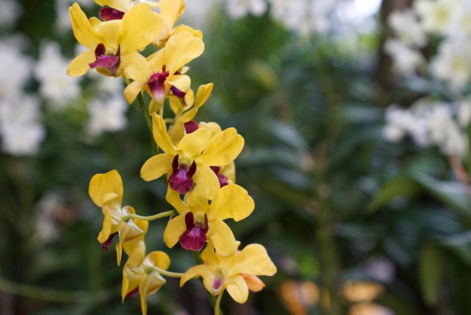 Exotic malaysia nature
