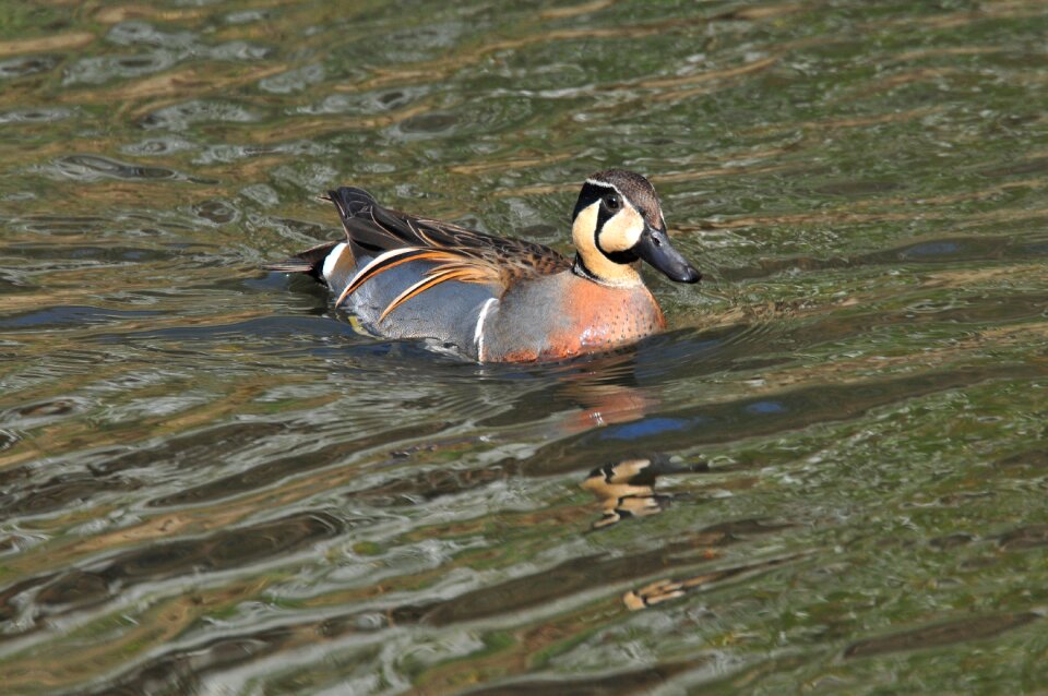 Duck waters wild animals