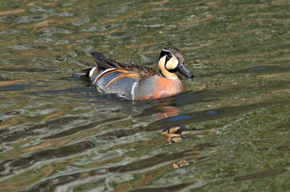 Duck waters wild animals photo