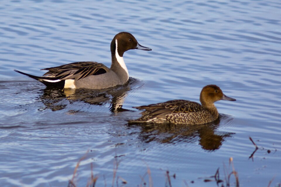 Pool lake nature