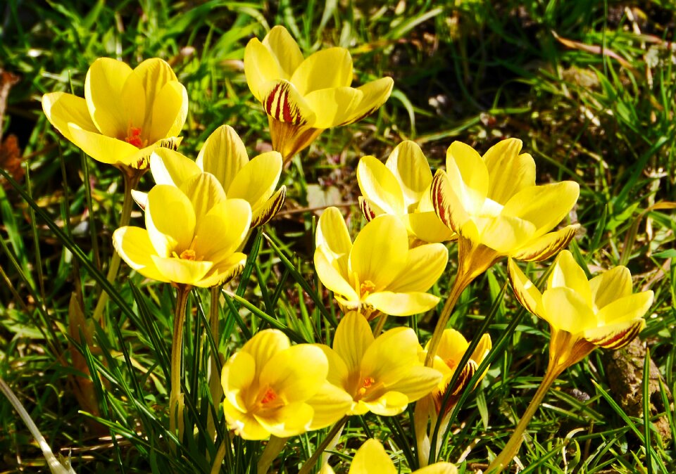 Spring signs of spring chalices