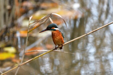 Animal wings kingfisher