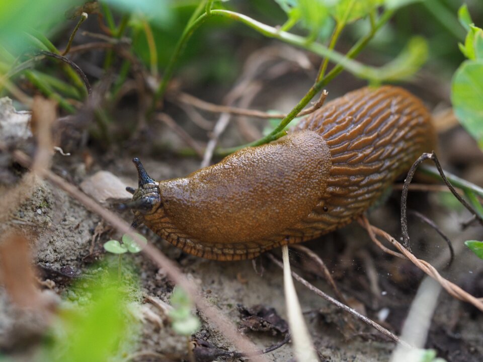 Animal nature mollusk