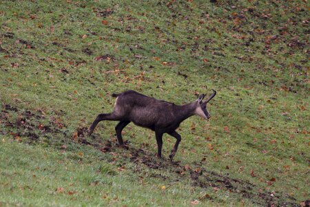 Wild horns wild species