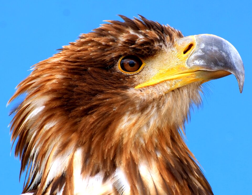 Raptor bird of prey bird