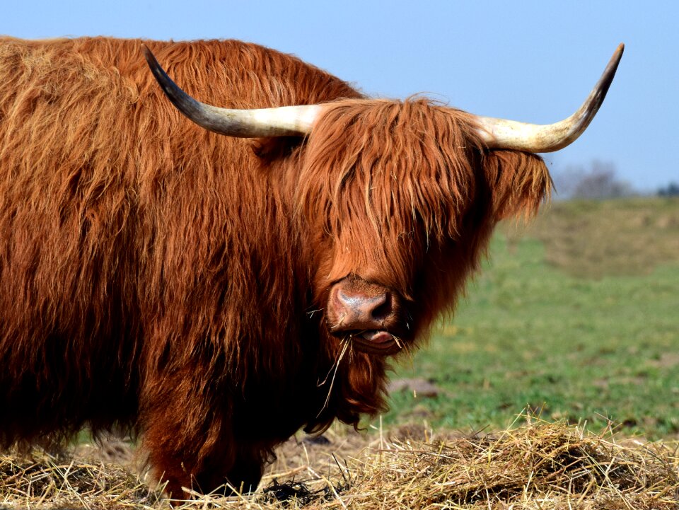 Hairy eat pasture